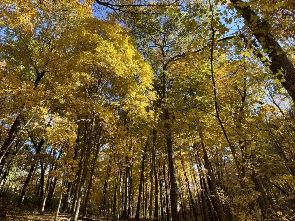 Autumn Fall yellow leaves trees